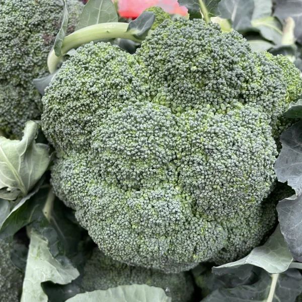 broccoli-verdi