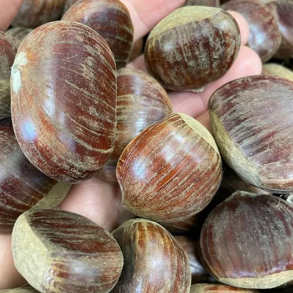 castagne-marroni