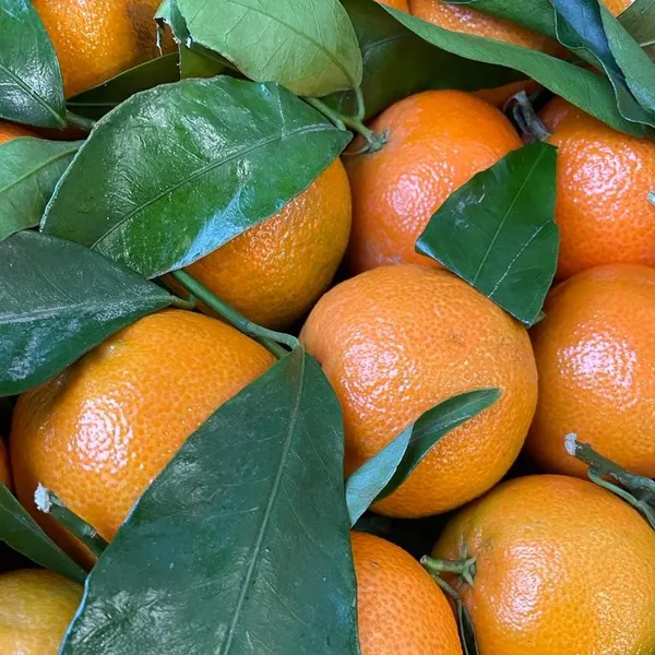 clementine-senza-semi-italiane