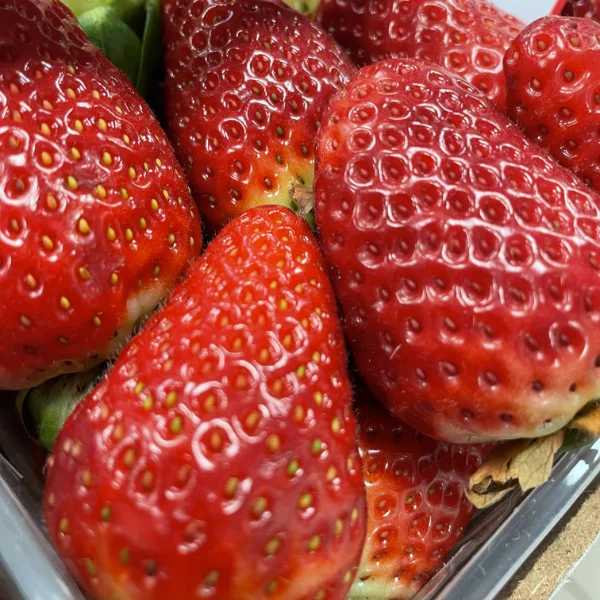 FRAGOLE