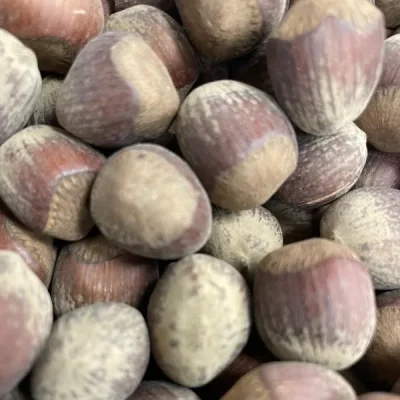 nocciole-guscio-tostate