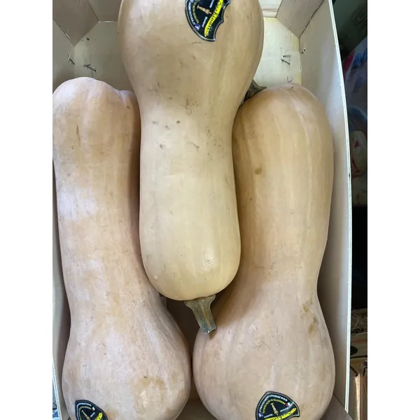 zucca-violina-zerbinati