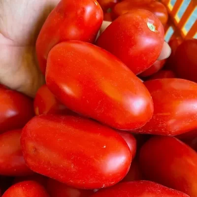 pomodori-san-marzano-rossi