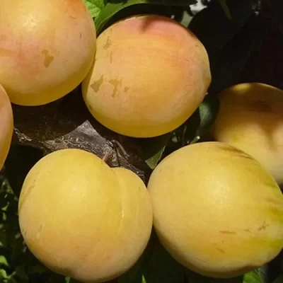 susine-golden-plum