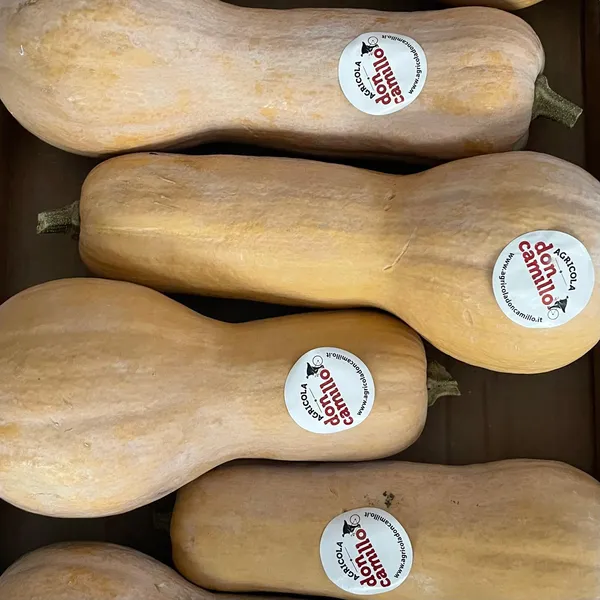 zucca-violino-don-camillo
