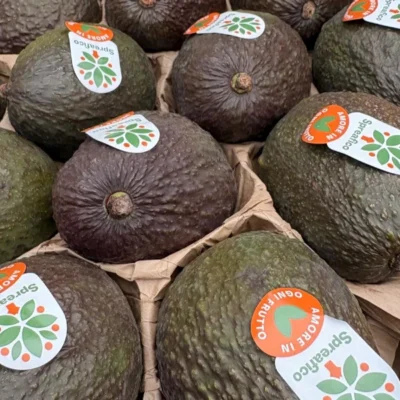avocado-hass