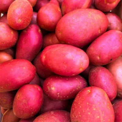 patate-rosse