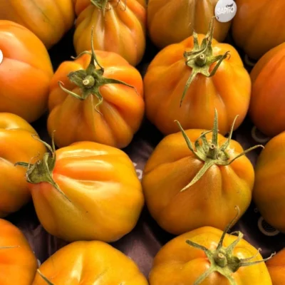 pomodoro-cuore-di-bue