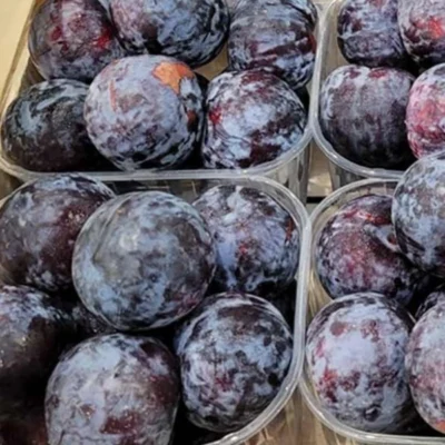 Susine Angeleno fresche con buccia viola scura e polpa gialla ambrata, confezione da 1 kg