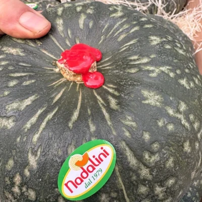 zucca-delica-azienda-agricola-nadalini