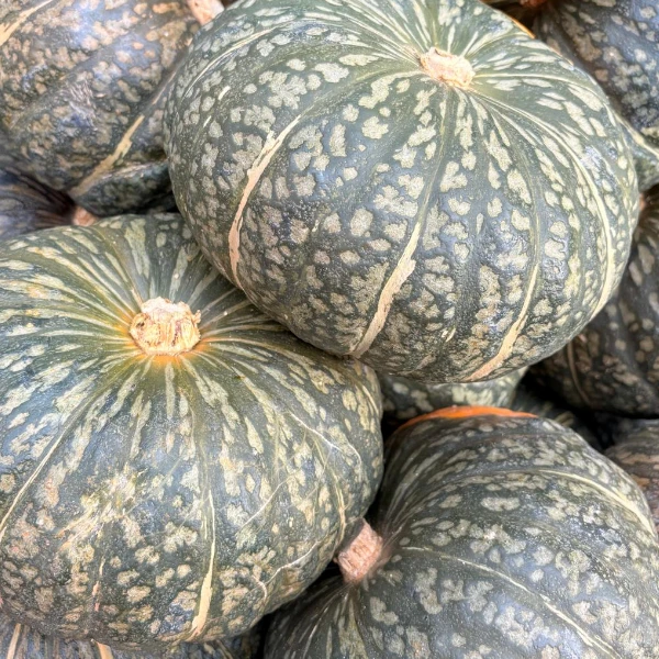 zucca-delica
