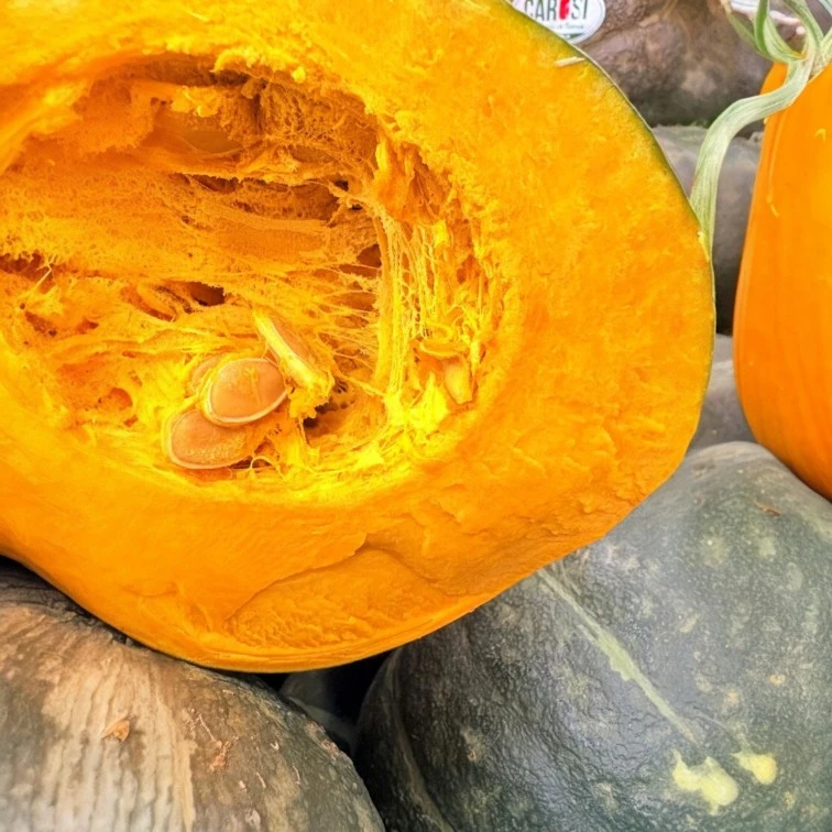 zucca-delica-selezione-carosi