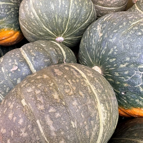 zucca-delica-selezione-carosi