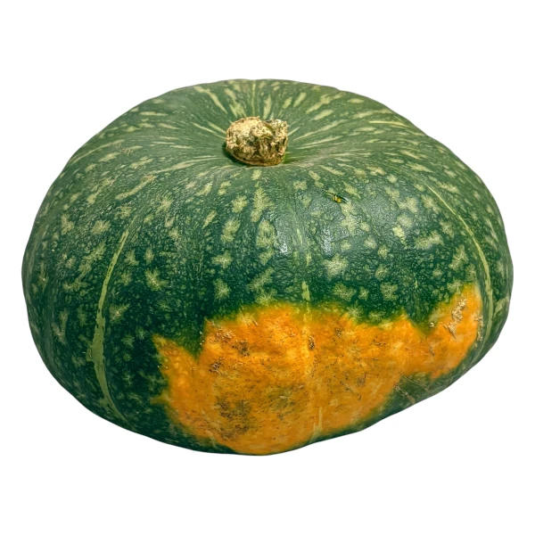 zucca-delica-selezione-carosi
