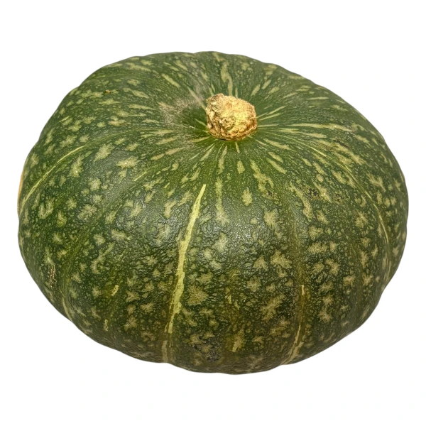 zucca-delica-selezione-carosi